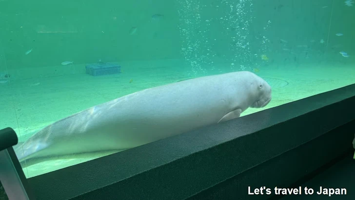 ジュゴン：鳥羽水族館の見どころ(3)