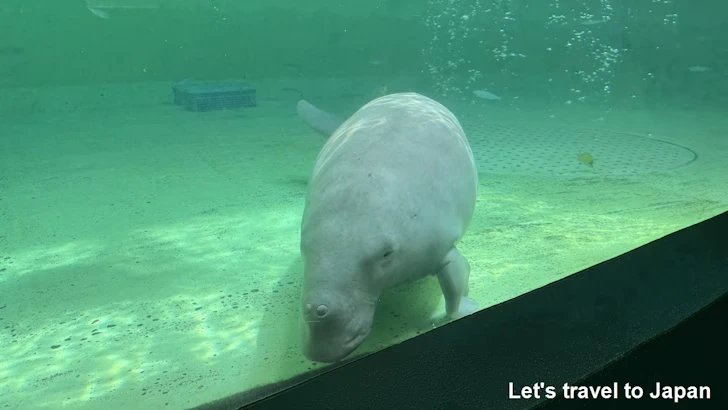 ジュゴン：鳥羽水族館の見どころ(4)