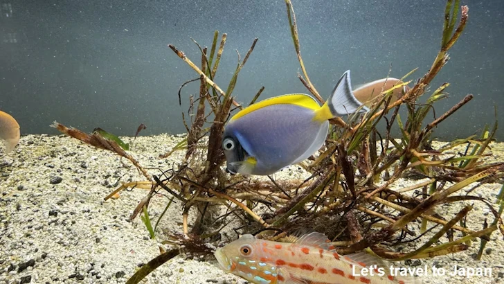 H:人魚の海：鳥羽水族館の見どころ(2)