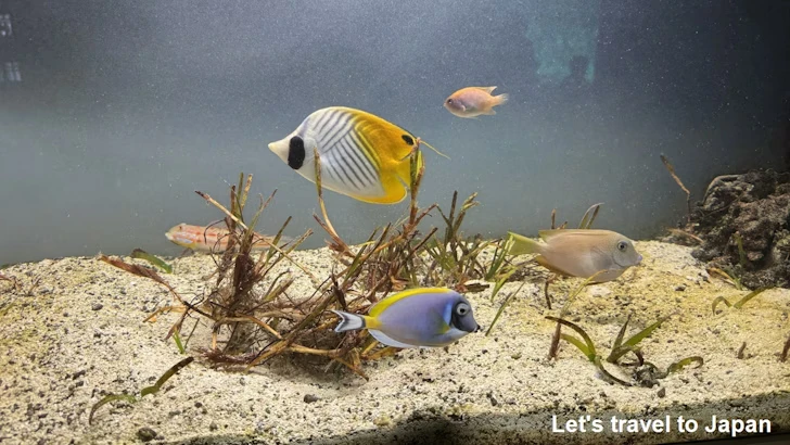 H:人魚の海：鳥羽水族館の見どころ(3)