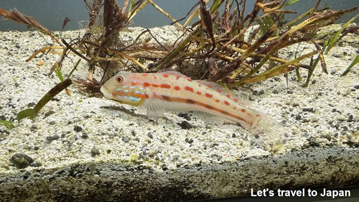 H:人魚の海：鳥羽水族館の見どころ(4)