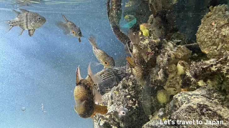 H:人魚の海：鳥羽水族館の見どころ(5)