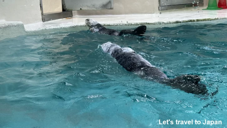 ラッコ：鳥羽水族館の見どころ(1)