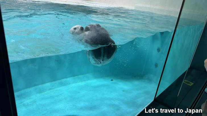 ラッコ：鳥羽水族館の見どころ(2)