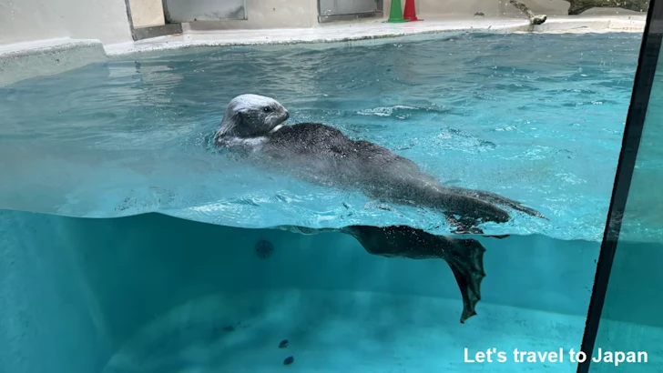 ラッコ：鳥羽水族館の見どころ(3)