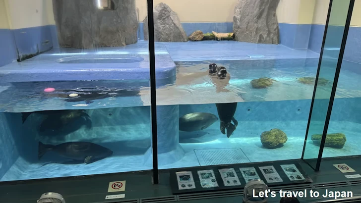 バイカルアザラシ：鳥羽水族館の見どころ(1)