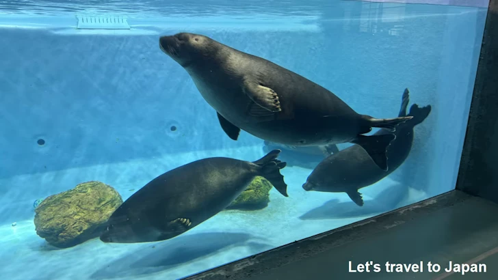 バイカルアザラシ：鳥羽水族館の見どころ(2)