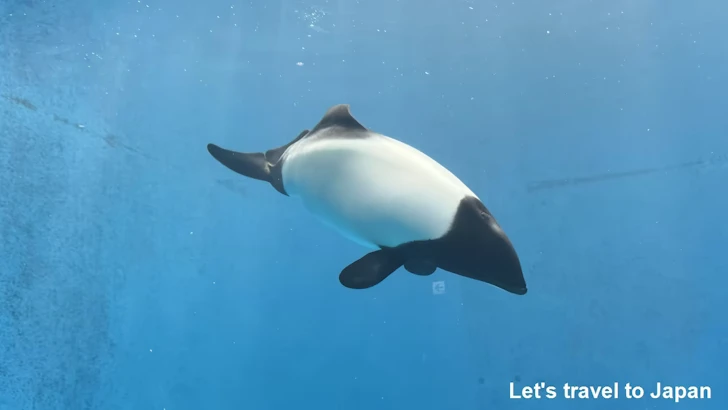 イロワケイルカ：鳥羽水族館の見どころ(2)