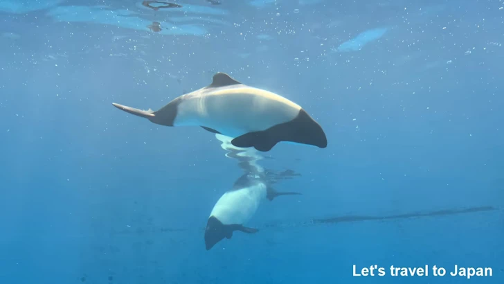 イロワケイルカ：鳥羽水族館の見どころ(3)