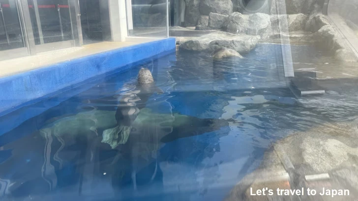 B:海獣の王国：鳥羽水族館の見どころ(7)