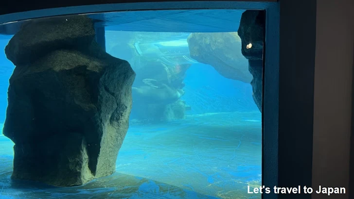 B:海獣の王国：鳥羽水族館の見どころ(11)