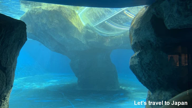 B:海獣の王国：鳥羽水族館の見どころ(12)