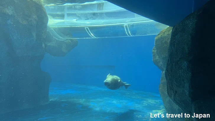 B:海獣の王国：鳥羽水族館の見どころ(14)