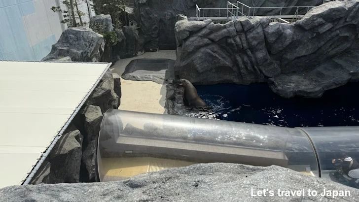 B:海獣の王国：鳥羽水族館の見どころ(18)