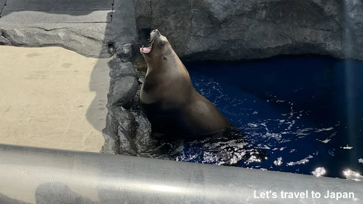 B:海獣の王国：鳥羽水族館の見どころ(19)