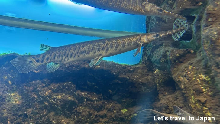 ショートノーズ・ガーとスポッテッド・ガー：鳥羽水族館の見どころ(1)