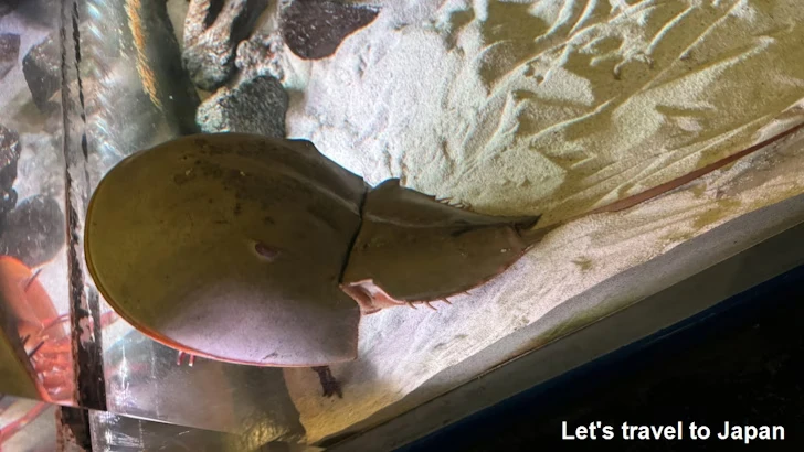 アメリカカブトガニ：鳥羽水族館の見どころ(2)