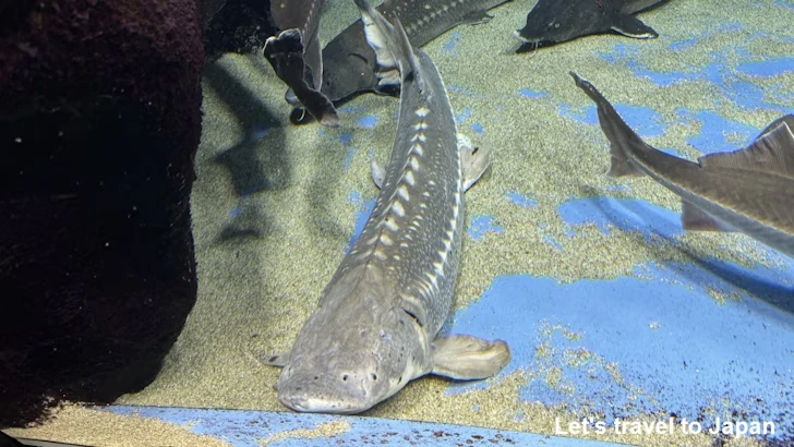 コチョウザメ、シロチョウザメ、ベステル：鳥羽水族館の見どころ(3)