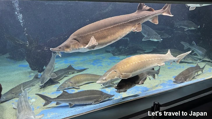 コチョウザメ、シロチョウザメ、ベステル：鳥羽水族館の見どころ(4)