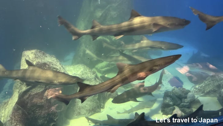 ネコザメ、アカエイ、シロワニ、ドチザメ：鳥羽水族館の見どころ(1)