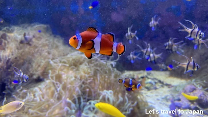 D:コーラルリーフ・ダイビング：鳥羽水族館の見どころ(3)