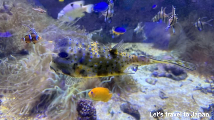 D:コーラルリーフ・ダイビング：鳥羽水族館の見どころ(5)