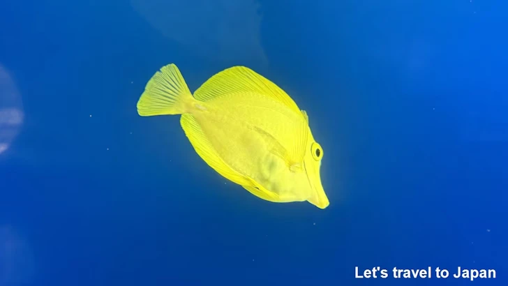 キイロハギ：鳥羽水族館の見どころ(2)