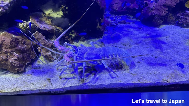 ゴシキエビ：鳥羽水族館の見どころ(2)