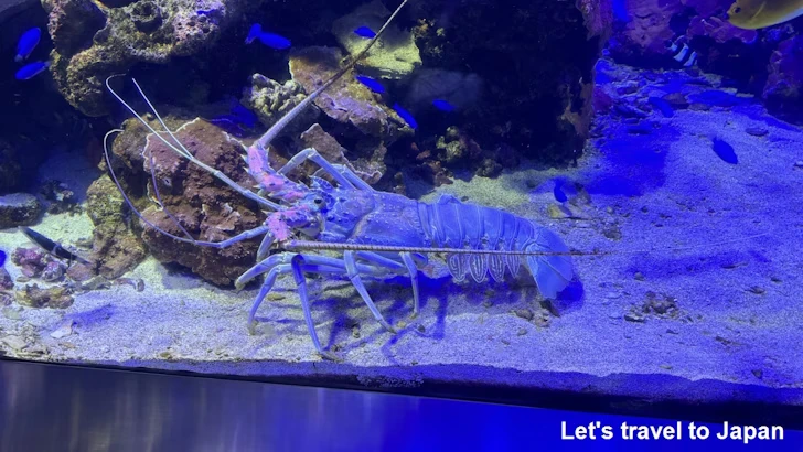 ゴシキエビ：鳥羽水族館の見どころ(3)