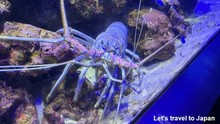 ゴシキエビ：鳥羽水族館の見どころ(4)