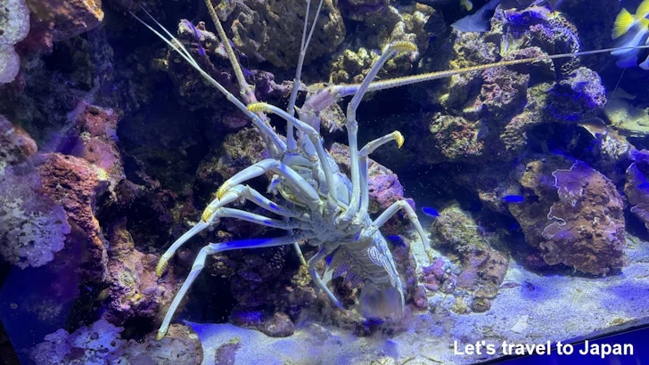 ゴシキエビ：鳥羽水族館の見どころ(5)