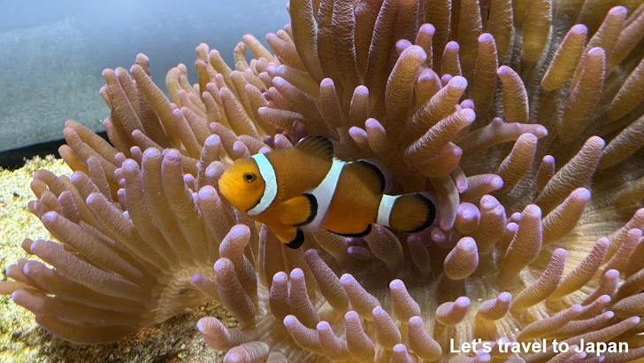 カクレクマノミ：鳥羽水族館の見どころ(1)