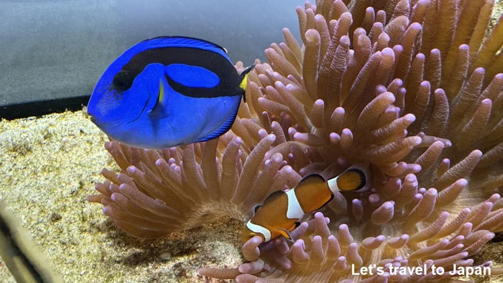 カクレクマノミとナンヨウハギ：鳥羽水族館の見どころ(3)