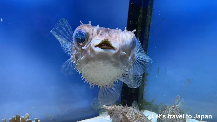 メイタイシガキフグ：鳥羽水族館の見どころ(2)