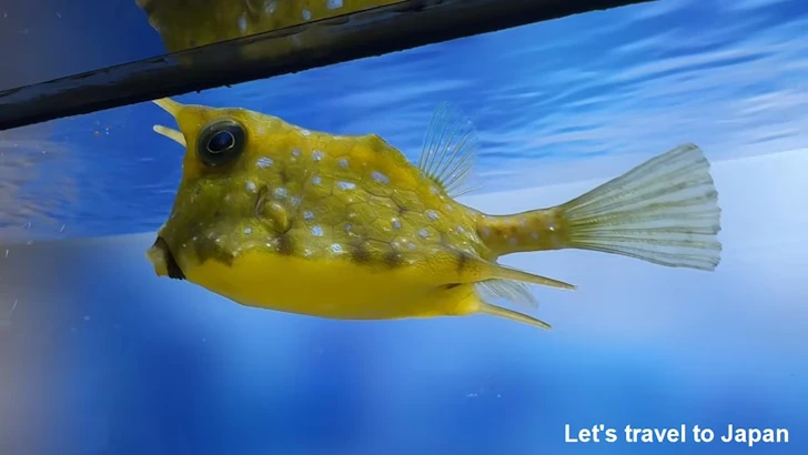 コンゴウフグ：鳥羽水族館の見どころ(1)