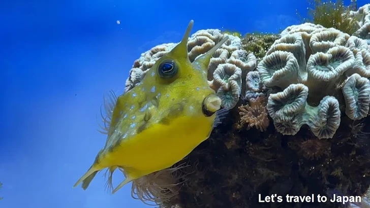 コンゴウフグ：鳥羽水族館の見どころ(2)