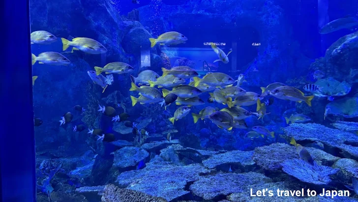 D:コーラルリーフ・ダイビング：鳥羽水族館の見どころ(3)