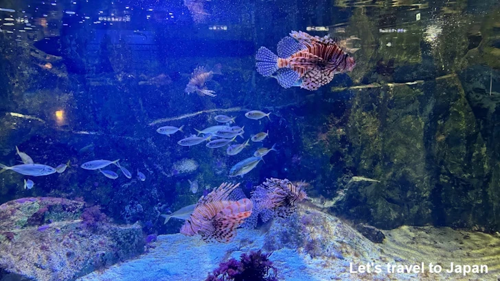 ミノカサゴとハナミノカサゴ：鳥羽水族館の見どころ(1)