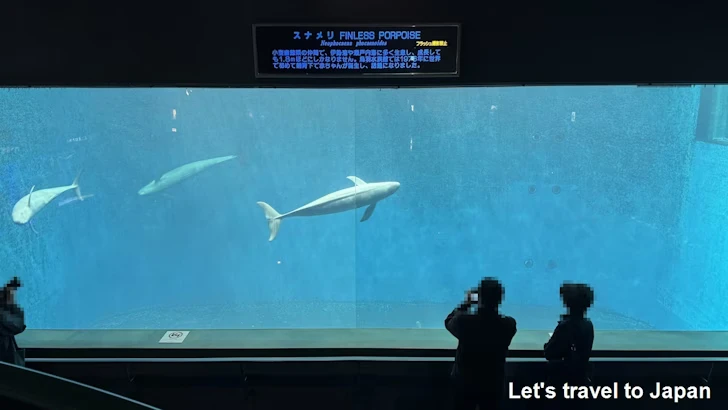 スナメリ：鳥羽水族館の見どころ(1)