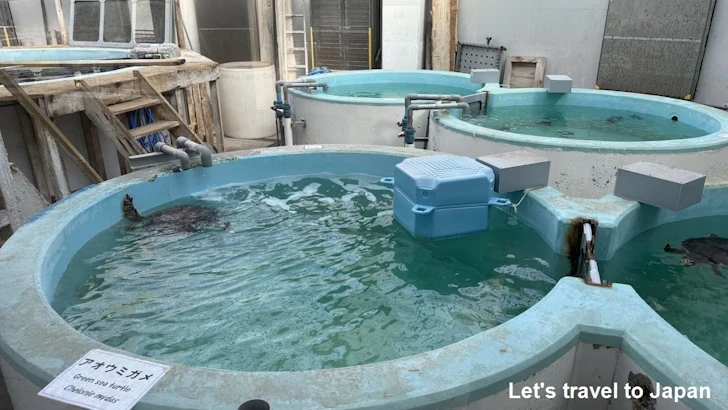 カメ類繁殖研究施設：名古屋港水族館の見どころ(4)