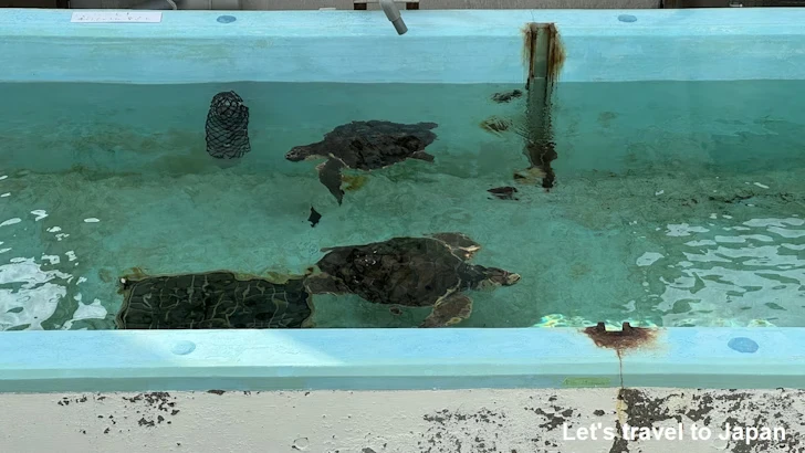 カメ類繁殖研究施設：名古屋港水族館の見どころ(7)