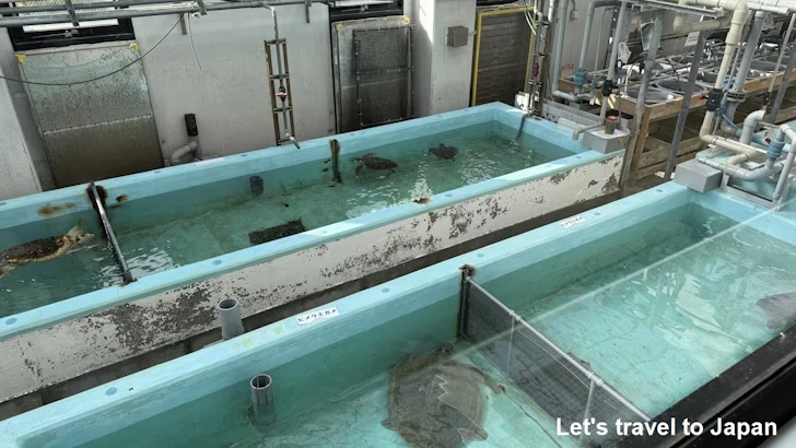 カメ類繁殖研究施設：名古屋港水族館の見どころ(8)