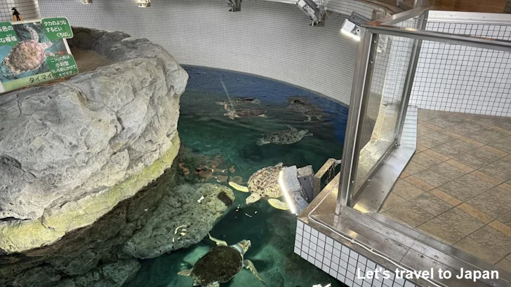 赤道の海３エリア：名古屋港水族館南館の見どころ(6)