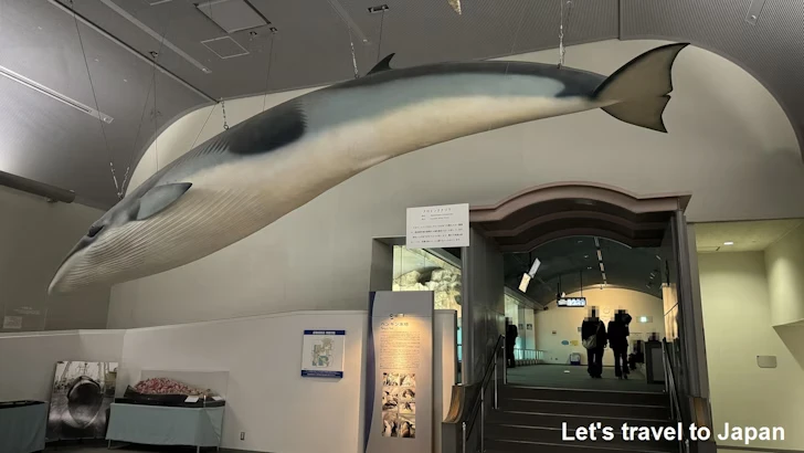 南極の海エリア：名古屋港水族館南館の見どころ(5)