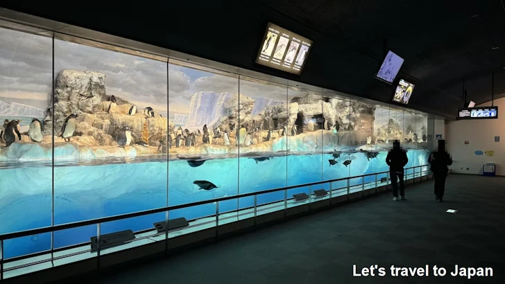 南極の海エリア：名古屋港水族館南館の見どころ(6)