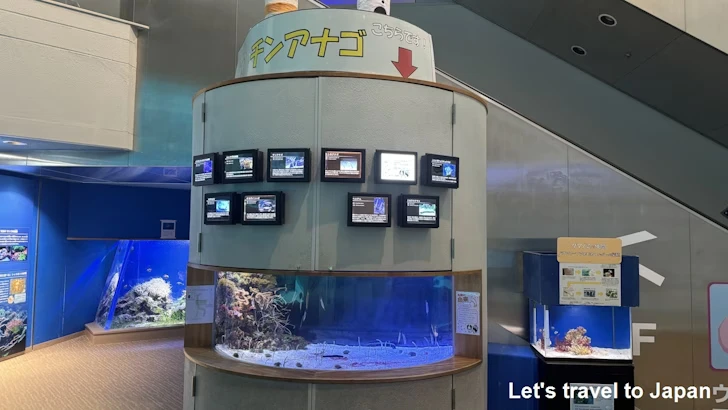 赤道の海１エリア：名古屋港水族館南館の見どころ(9)