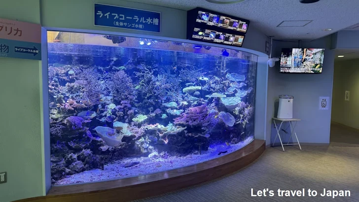 赤道の海２エリア：名古屋港水族館南館の見どころ(6)