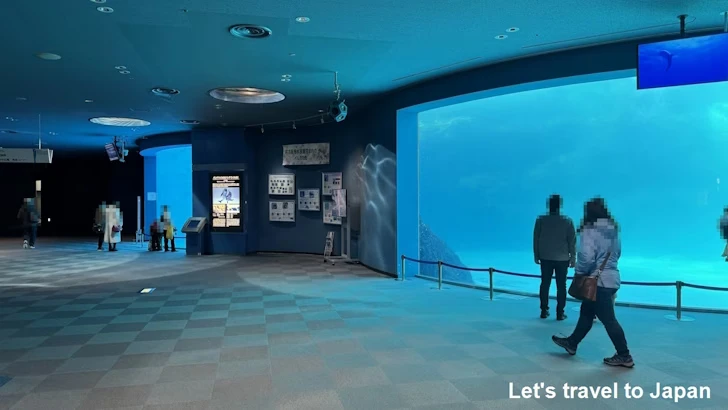 イルカのプール：名古屋港水族館北館の見どころ(13)
