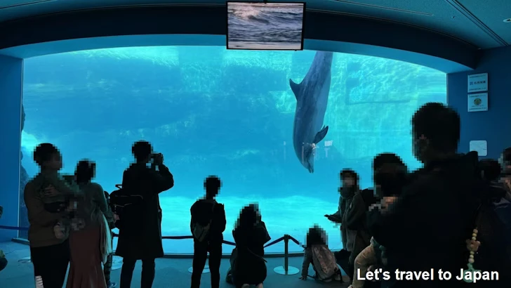 イルカのプール：名古屋港水族館北館の見どころ(14)