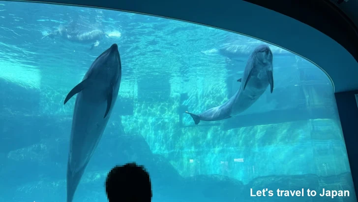 イルカのプール：名古屋港水族館北館の見どころ(15)